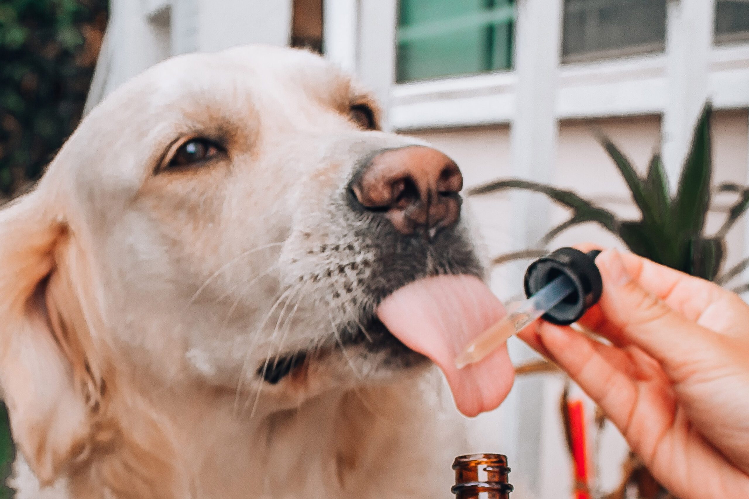 CBD für Tiere Pferde Hunde Katzen Haustiere Hund leckt CBD-Öl