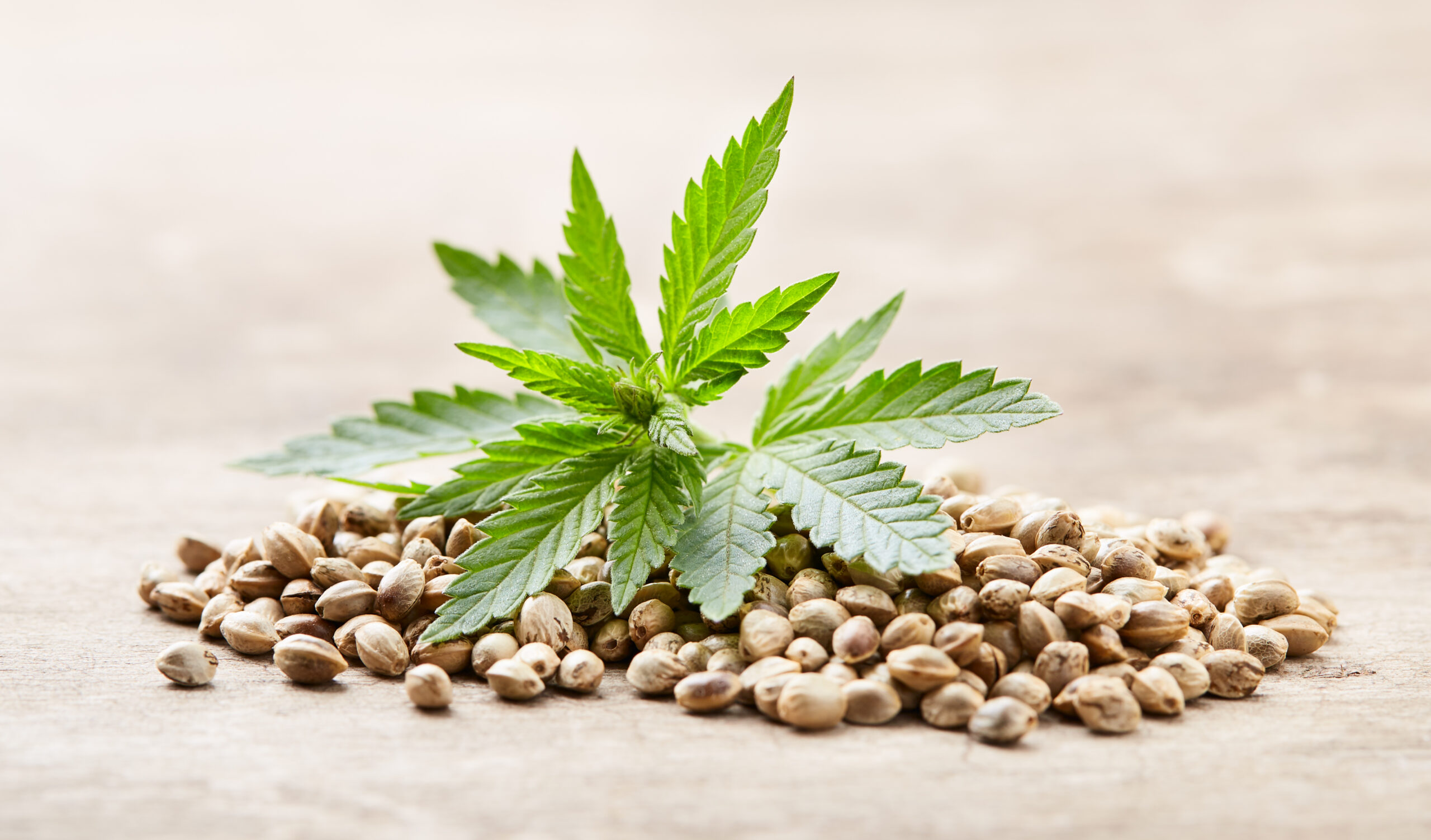 Cannabis Samen THC Shop online kaufen